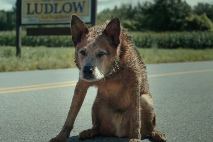 “Pet Sematary: Bloodlines Trailer Cautions Against Trusting Recently Deceased Individual Named Timmy”